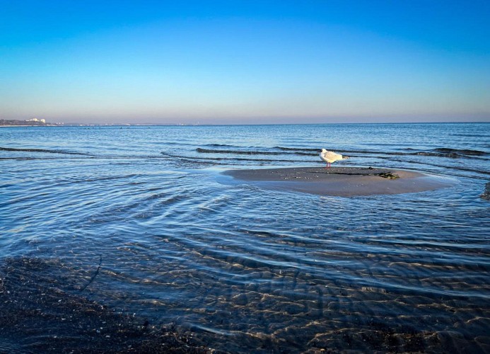 Meer