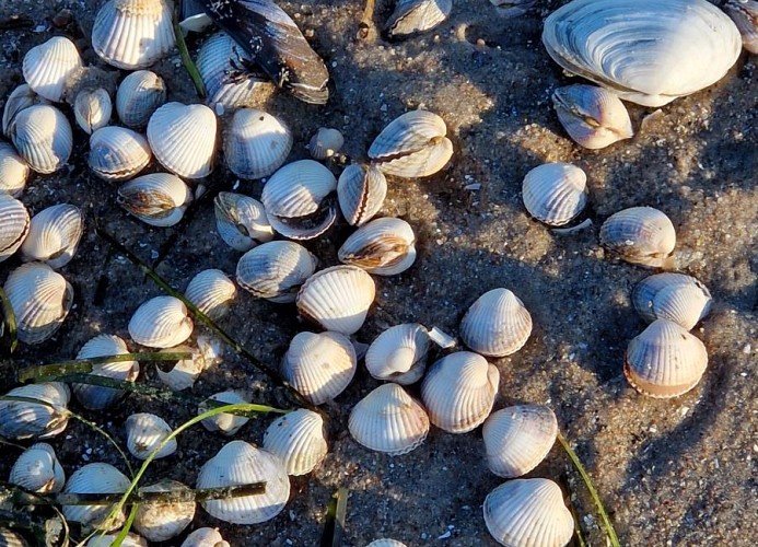 Berliner Hof App. 511 -Strandallee 141 - Scharbeutz