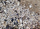 Muschelgetuschel