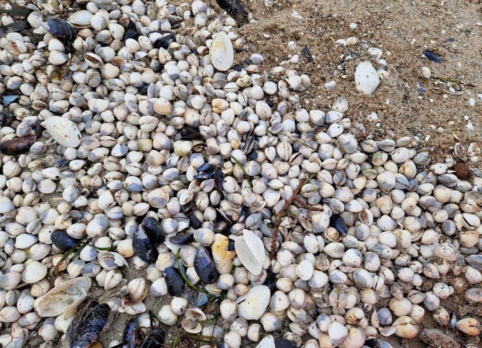 Muschelgetuschel