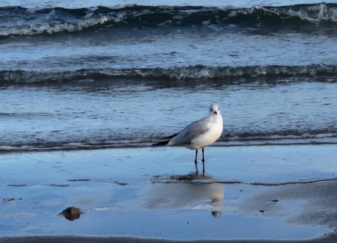 Berliner Hof App. 109 - Strandallee 141 Scharbeutz