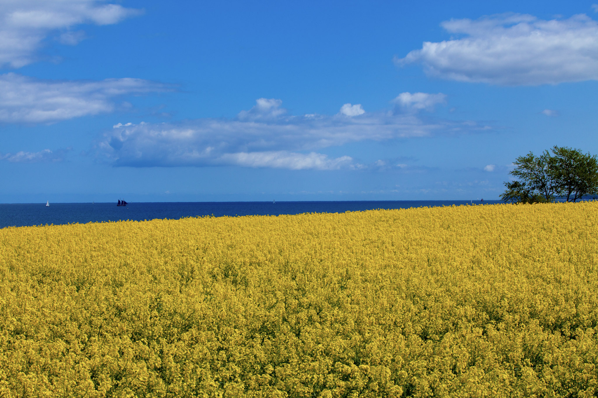 Rapsfeld an der Ostsee